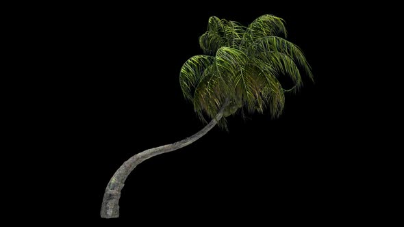 Palm Tree in Storm