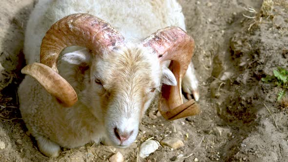Bighorn Ram Lies on the Ground and Rests