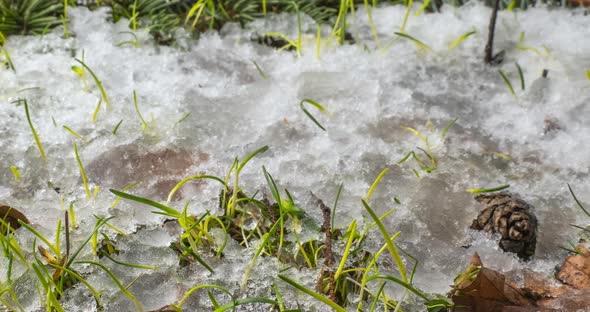 Macro Timelapse Shot of Shiny Melting Snow Particles and Unveiling Branch Christmas Tree Spruce Cone alt