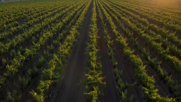 Drone flies above Vineyards on Farm During Sunset