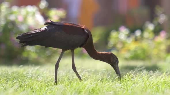 Glossy Ibis Wild Bird Also Known As Plegadis Falcinellus Walking on Green Lawn in Summer alt