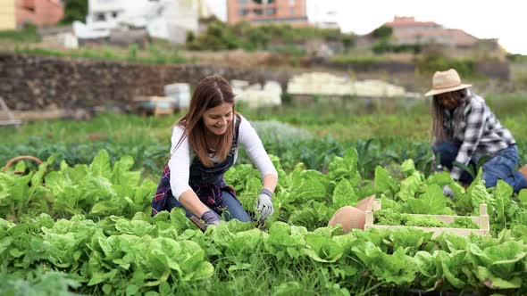 Happy caucasian woman gardening - Multiracial people working at farm