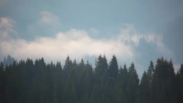 Shreds of Mist Over the Spruce Forest