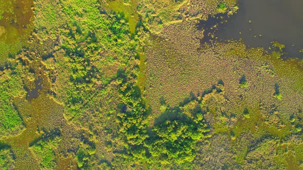 Aerial view from a drone over green and yellow plants in a large wetland alt