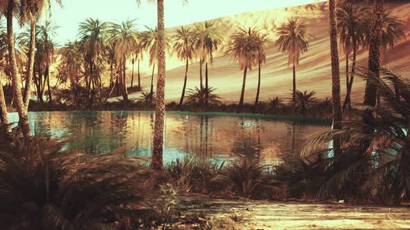 Oasis in Hot Sahara Desert alt