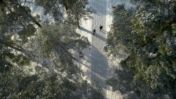 People Walking On Path In Winter Time Forest Landscape Aerial Top Down View
