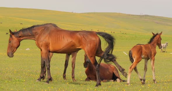 Horses Grazing on a Green Meadow in a Mountain Landscape alt