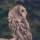 An Owl on a City Street in the Evening Waiting for Tourists - VideoHive Item for Sale
