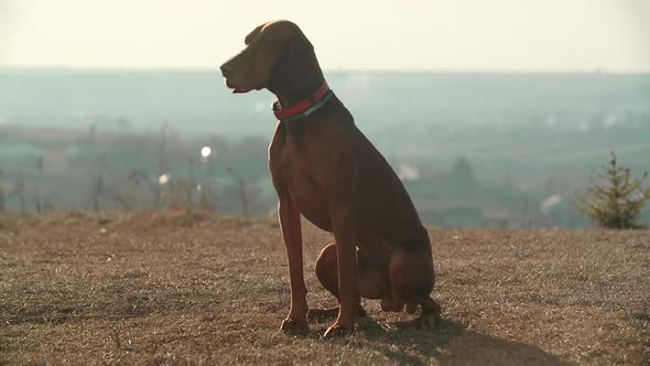 A Big Brown Great Dane Dog Sits on a Nature Background alt