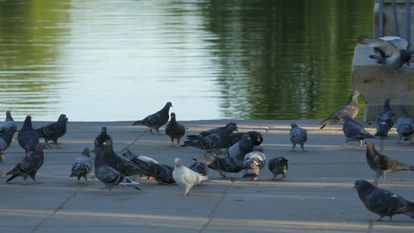 Pigeons on a waterfront