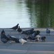 Pigeons on a waterfront - VideoHive Item for Sale