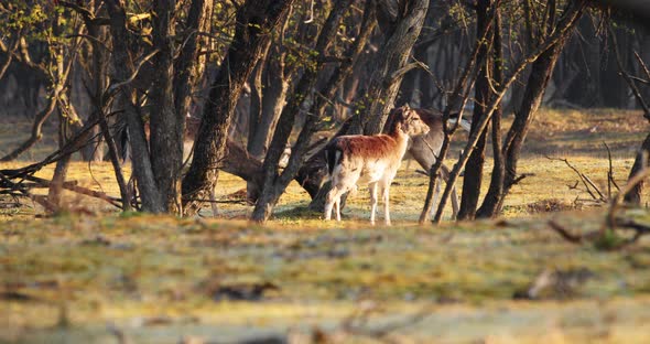 Adult Male Deer With Antlers Headbutting Behind Trees At Sunrise. - wide shot alt