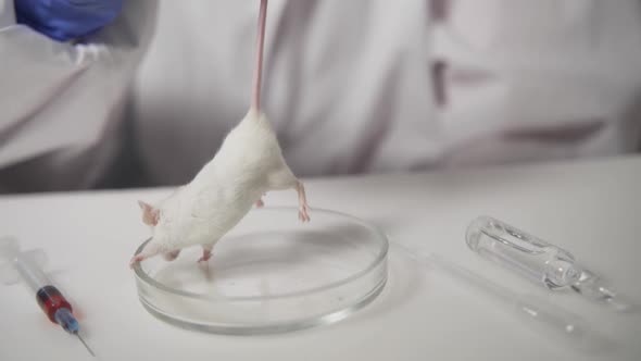 Medical Research Scientist Tests Vaccine Experimental Drug on a Laboratory Mouse Injecting It with