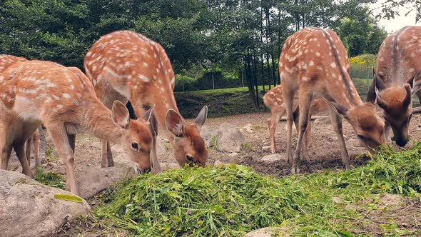 Young Deer Eating Grass. Herd of Young Orange Deer in a White Spot Eating Green Grass alt