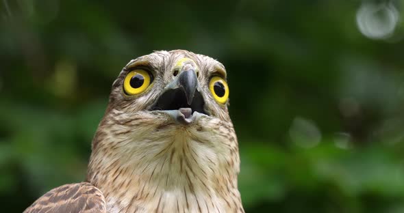 European Sparrowhawk, accipiter nisus, Portrait of Adult, Normandy, slow motion 4K alt