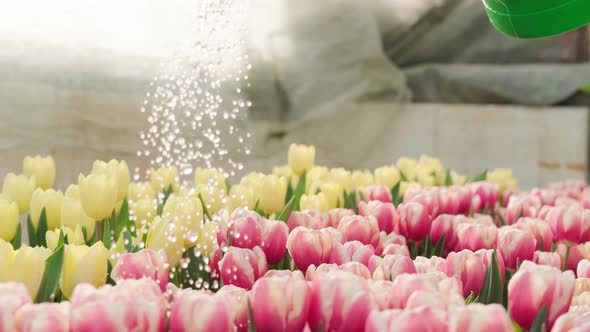 The Worker Watered the Flowers in the Greenhouse Pink and Yellow Tulips alt