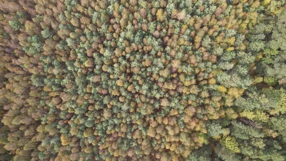 Aerial view of autumn forest landscape in sunny day. Travel and nature concept alt