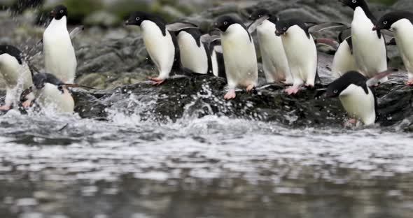 Penguins jumping into water
