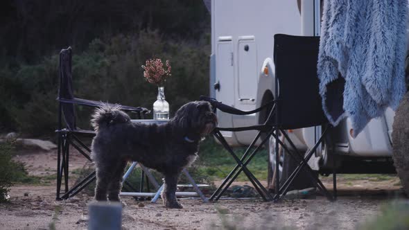 Camper with Dog, Chairs Out.