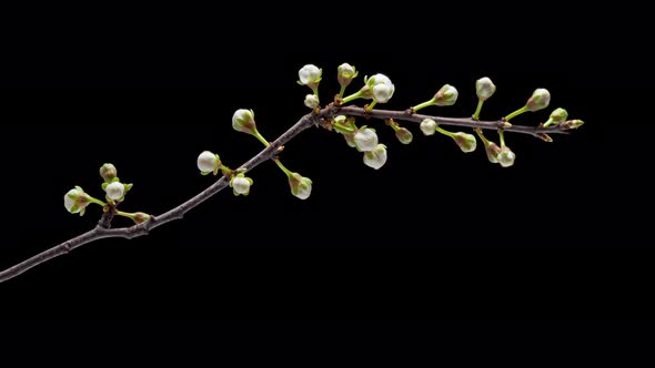 Time Lapse Flowering Flowers of Cherry Plum alt