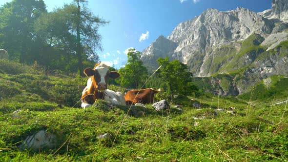 Animal Cinemagraph - Two Cows Resting on Alpine Pasture 4K
