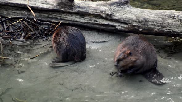 Two North American Beavers on the bank of Skagit River in Washington State. alt