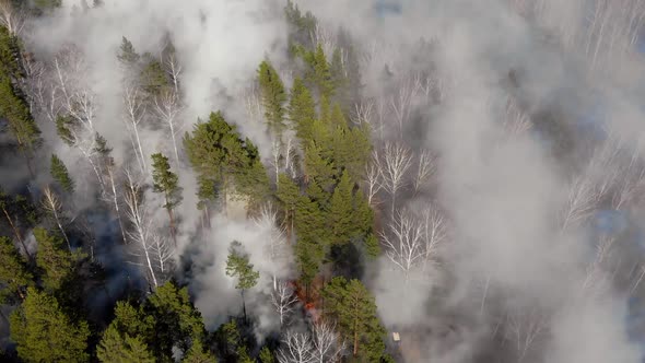 Forest on Hillside, Huge Wildfire with Thick Black Smoke alt
