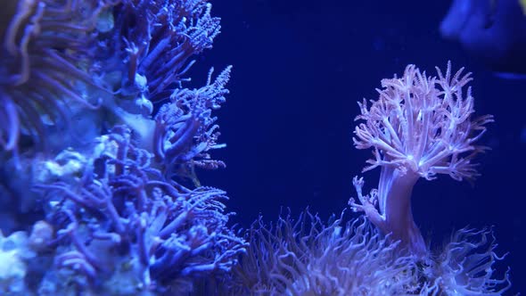 Soft Corals in Aquarium. Closeup Anthelia and Euphyllia Corals in Clean Blue Water. Marine alt