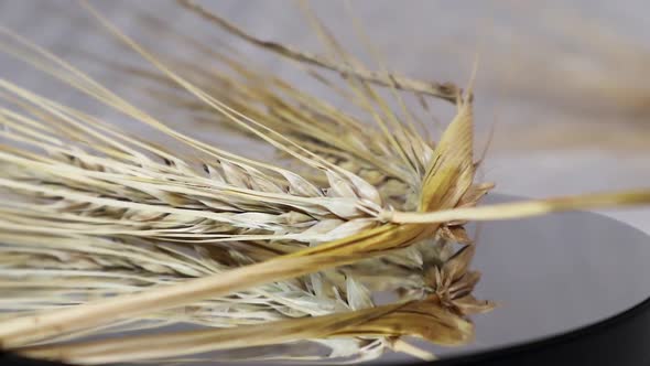 Ear of dry wheat rotating counterclockwise macro