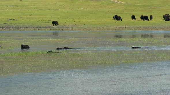 Yak Cattle Crossing the River's Waters in the Central Asian Meadows alt