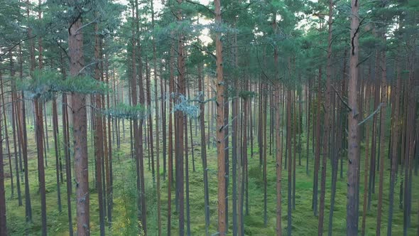 The View From the Top to the Bottom of the Trees alt