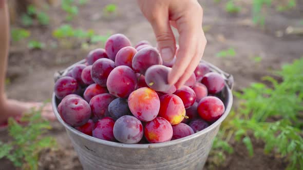 Farmer harvests plums. The farmer's hands put fruit in the bucket alt
