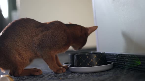 Cute Abyssinian Cat Eating Food on the Floor alt