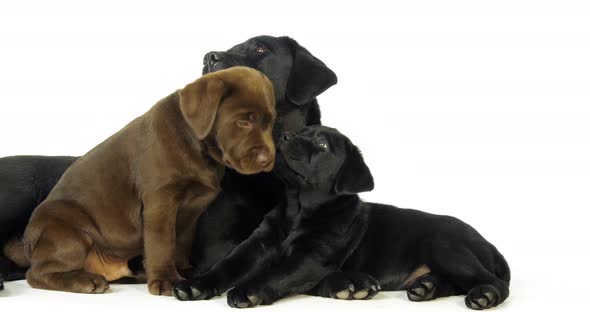 Brown and black Labrador Retriever, Bitch and Puppies on White Background, Normandy, Slow Motion 4K alt