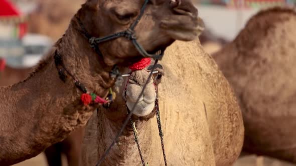 Camels at the Pushkar Fair, Also Called the Pushkar Camel Fair or Locally As Kartik Mela alt