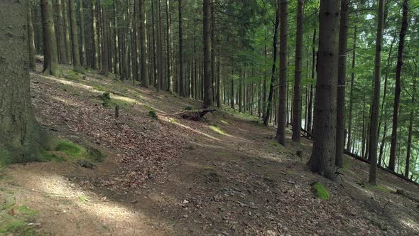 Forest Path Drone Shot