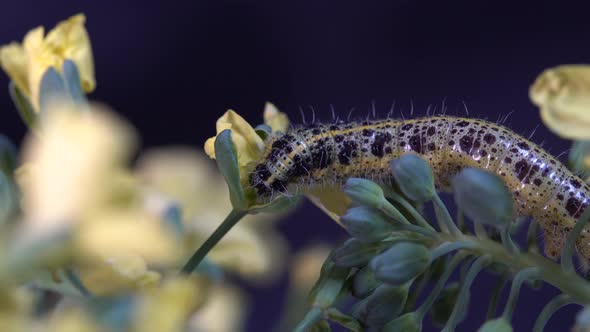 Cabbage butterfly caterpillar on green broccoli with yellow flowers, macro alt