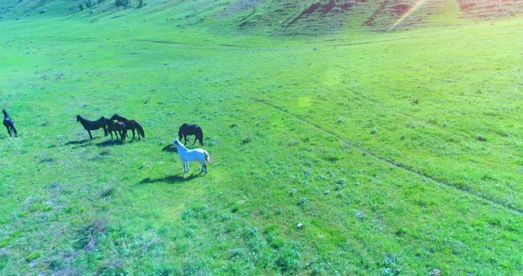 Low Altitude Orbital Flight Over Wild Horses Herd at Perfect Green Rural Field alt