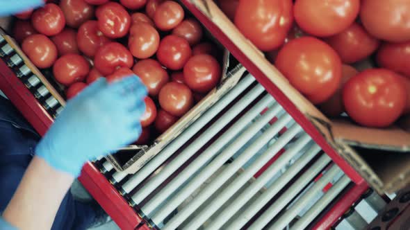 One Worker Checks Tomatoes in Boxes on a Conveyor. alt