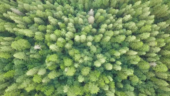 Amazing Shots of the Forest in the Carpathians From a Drone