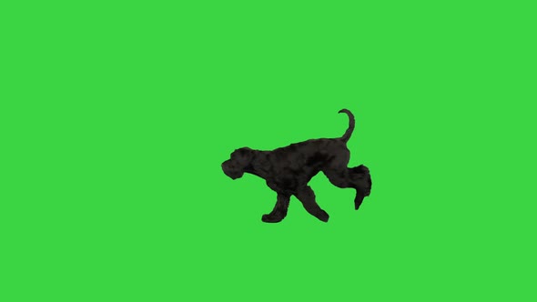Giant Schnauzer Dog Running By on a Green Screen Chroma Key