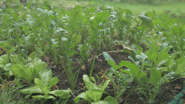Lettuce planted among turnips Companion planting organic permaculture garden. TILT DOWN alt