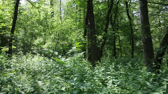 Beautiful Green Forest on a Summer Day Slow Motion alt