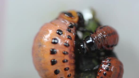 Larva Of Leptinotarsa Decemlineata Eating Potato Leafs. Serious Pest Of Potato. Larva Of Colorado