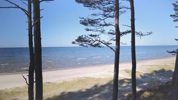 Walk in the Baltic pine dunes in spring