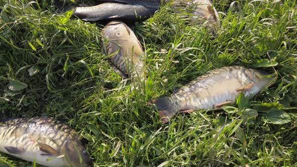 Live Fish Carp Lies and Jumps on the Grass.