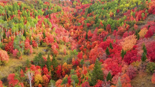 Flying over a forest with the trees turning their fall colors alt