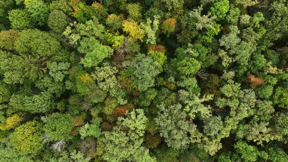 Camera Rises Over Green Trees