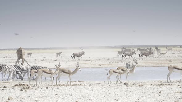 Gathering Around Dusty Waterhole