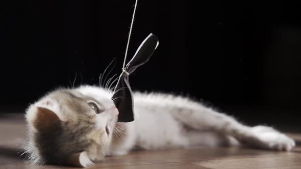 The Kitten Plays with a Bow on a String on the Floor